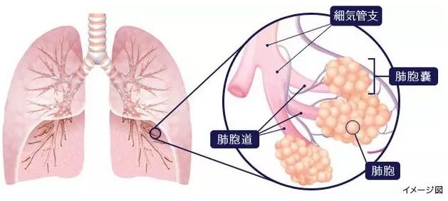 中國科學家發現肺干細胞參與肺再生：跨界潛能，按需分化