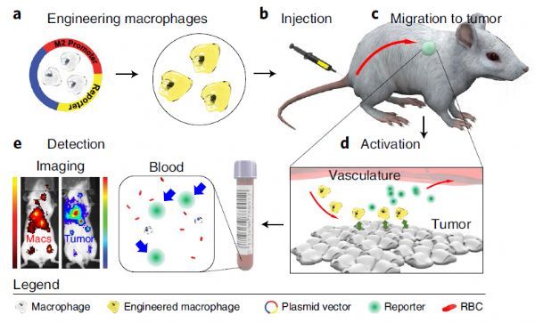 Nat Biotechnol：重大突破！重編程巨噬細胞作為<font color='red'>傳感器</font>實現癌癥等多種疾病的檢測!