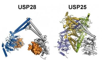 Mol Cell：科學家成功解析兩種促癌酶類的結構特性及關鍵差異