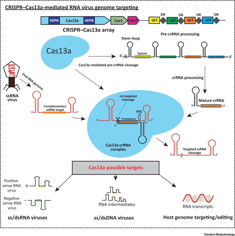 CRISPR-Cas13a介導RNA病毒基因組靶向