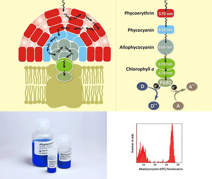 別藻藍蛋白 Allophycocyanin, APC