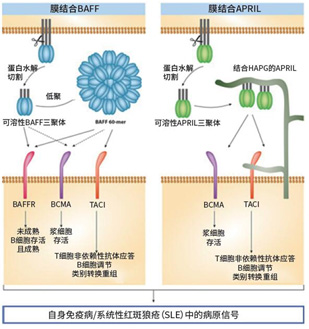 自身免疫病/系統(tǒng)性紅斑狼瘡中的病原信號