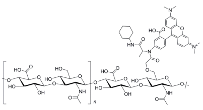 四甲基羅丹明標記透明質酸分子結構示意圖