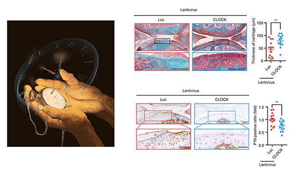 研究揭示核心節律蛋白延緩干細胞衰老及促進再生的新功能