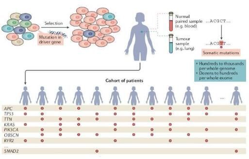 重磅！科學(xué)家完成對66種<font color='red'>癌癥</font>類型中2.8萬份腫瘤樣本的基因組分析 識別出568個<font color='red'>癌癥</font>驅(qū)動基因！