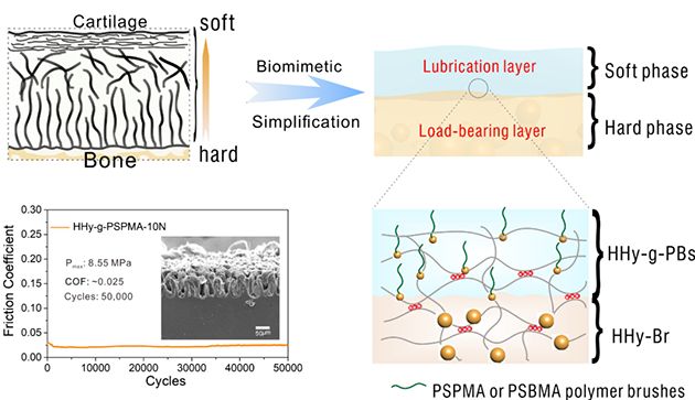 研究人員研發出仿生層狀關節軟骨潤滑材料