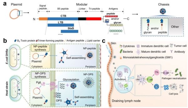 <font color='red'>生物全合成</font>的自組裝納米疫苗研究取得進展