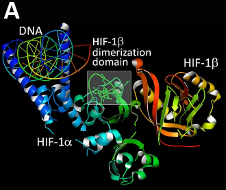 HIF-1&alpha;的晶體結構