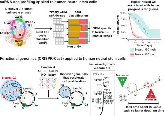 scRNA-seq 和功能基因組學(xué)應(yīng)用于人類神經(jīng)干細胞