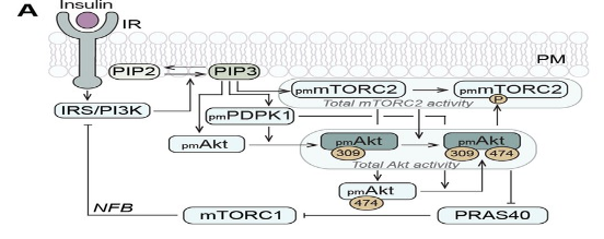 PI3K/AKT信號(hào)通路