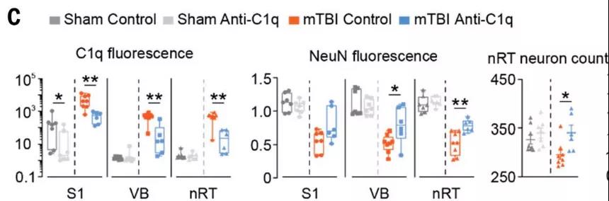 抗C1q治療后mTBI小鼠C1q降低、神經元丟失減少