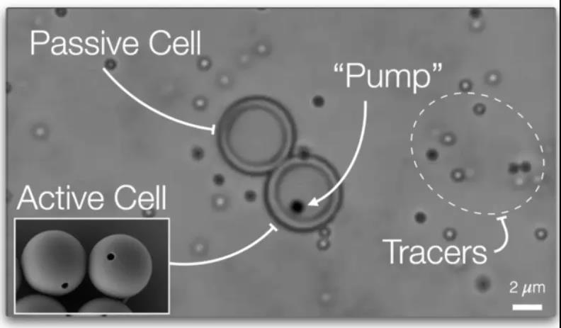 圖注：具有主動運輸功能的“人造細胞”