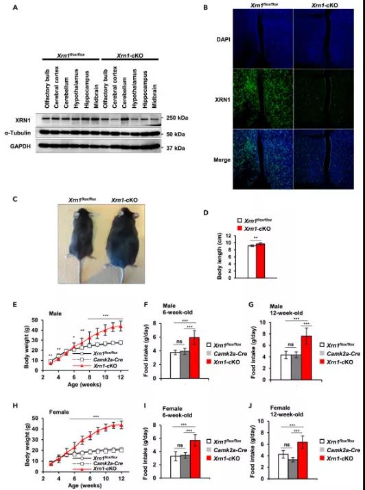 圖注：Camk2a-Cre介導大腦中Xrn1缺失導致小鼠肥胖和食欲過盛
