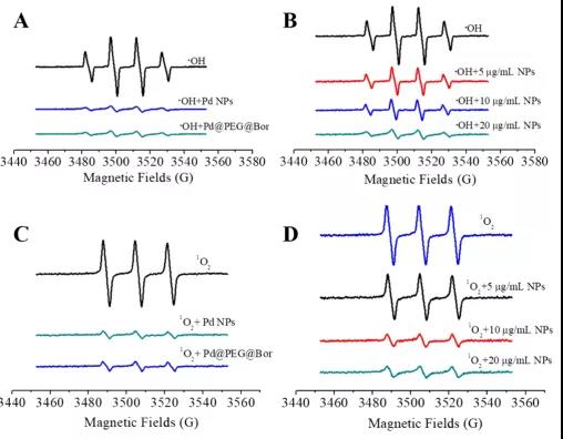 圖注：Pd NPs和Pd@PEG@Bor對ROS的清除能力。(A)含·OH、Pd NPs (20 μg/mL)和Pd@PEG@Bor (20 μg/mL)；(B)不同濃度Pd@PEG@Bor樣品和·OH；(C)含1O2、Pd NPs (20 μg/mL)樣品和Pd@PEG@Bor(20μg / mL)；(D)含1O2和不同濃度樣品Pd@PEG@Bor；