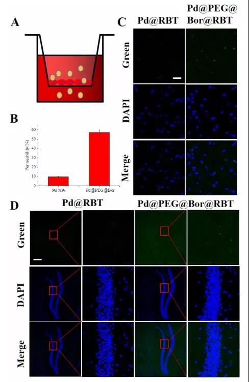 圖注：Pd@PEG@Bor在體外和體內穿越血腦屏障的能力。(A) 血腦屏障模型示意圖。(B) Pd NPs和Pd@PEG@Bor的體外血腦屏障通透性。(C) Pd@RBT和Pd@PEG@Bor@RBT在正常小鼠大腦皮層的分布(D) Pd@RBT和Pd@PEG@Bor@RBT在正常小鼠大腦海馬區(qū)的分布