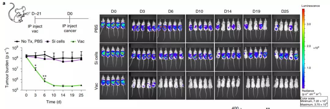 Si疫苗的小鼠體內試驗，疫苗組（Vac）對腫瘤細胞的抑制明顯