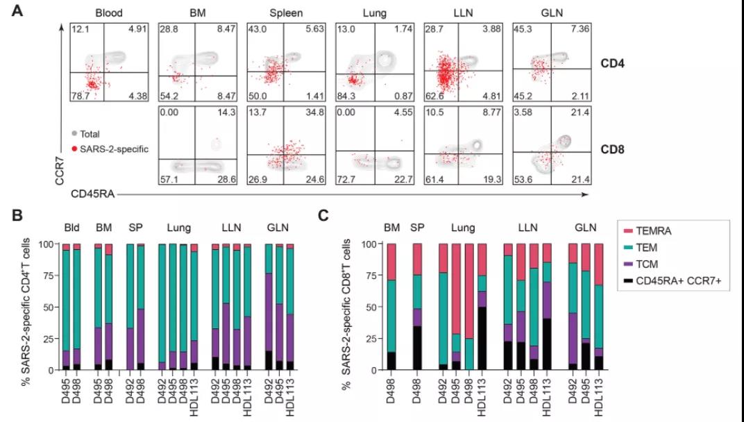  SARS-CoV-2特異性T細(xì)胞在血清陽(yáng)性供體的不同組織中作為記憶亞群保持