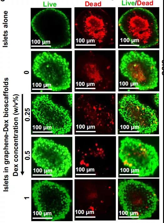 與對照組相比，石墨烯-DEX生物支架中活細胞百分比明顯更高,隨著DEX的含量升高，生存率逐漸升高。（綠色：生存，紅色：死亡）