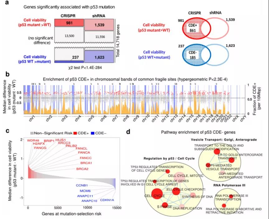 全基因組視角的P53突變體選擇