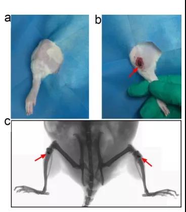 圖注：a、脛骨附近剃毛的照片。b、植入位置的照片。c、鈦棒的X射線圖像