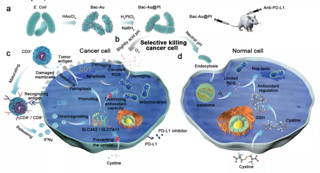 Bac-Au@Pt的合成（a）以及細菌誘導免疫治療和增強精準化學動力學治療過程示意圖（b/c/d）