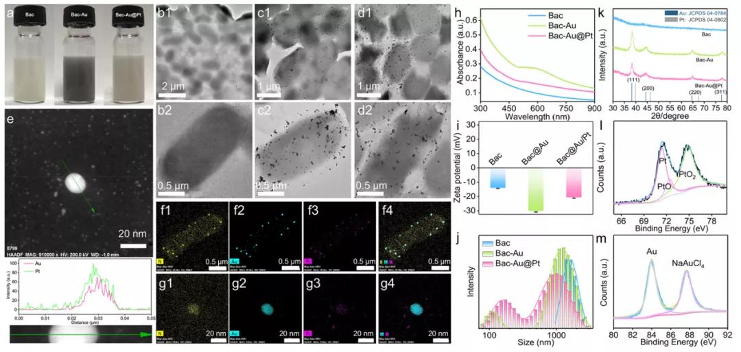 細菌（Bac）、細菌+金（Bac-Au）和細菌+Au@Pt（Bac-Au@Pt）材料的表征