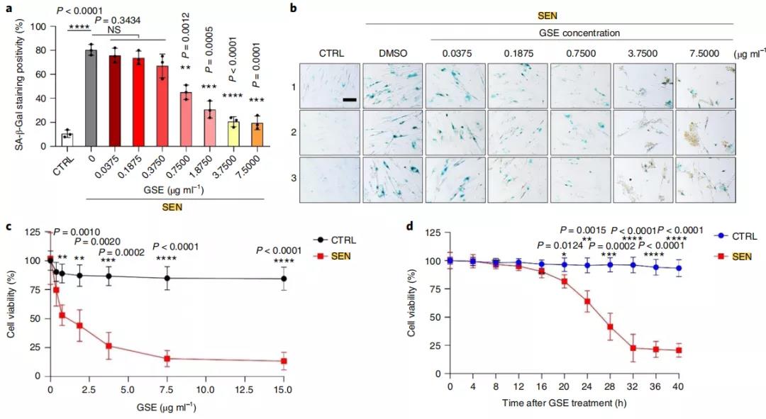 GSE濃度升高，衰老細胞的生存率越低（圖a/b/c），處理后，衰老細胞生存率隨時間的變化（d），SEN,衰老細胞；CTRL:對照，正常細胞。