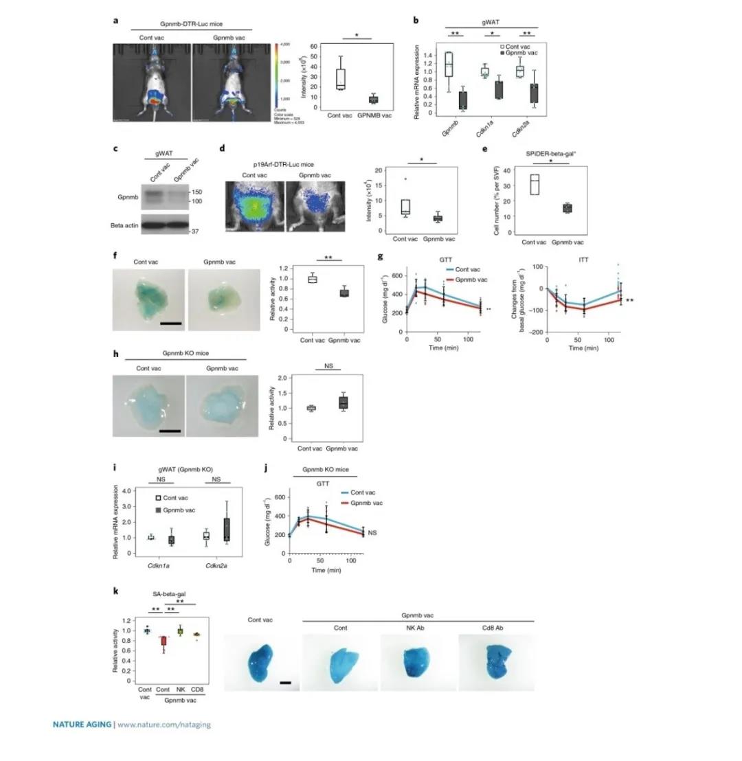  Gpnmb疫苗可改善HFD誘導的代謝異常