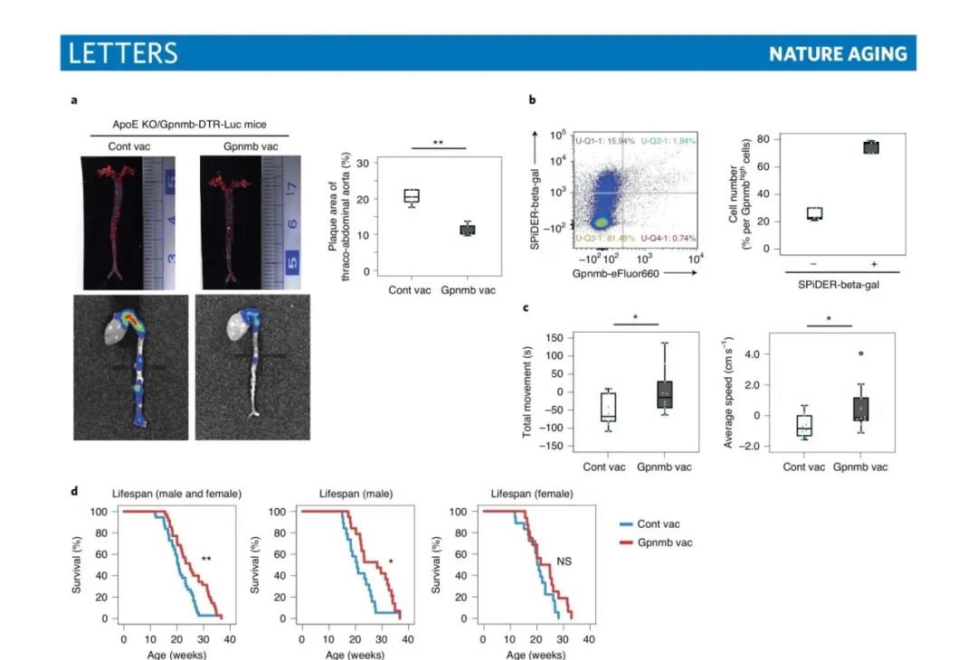 Gpnmb疫苗可緩解組織衰老，并減輕正常和病理年齡相關癥狀