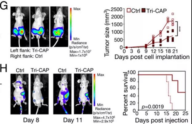 Tri-CAP處理的荷瘤小鼠腫瘤生長減慢、生存期延長（圖源：PNAS雜志）