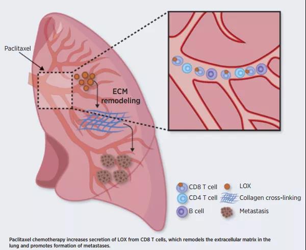 化療誘導(dǎo)的肺組織ECM重塑及腫瘤轉(zhuǎn)移示意圖（圖源：Cancer Research）