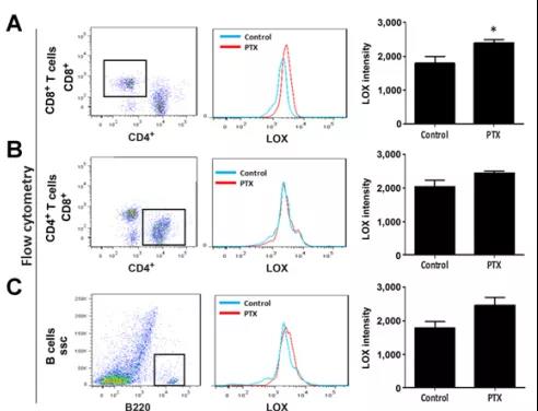 PTX處理后小鼠B細(xì)胞、CD4+T細(xì)胞和CD8+T細(xì)胞的LOX表達(dá)強(qiáng)度（圖源：Cancer Research）