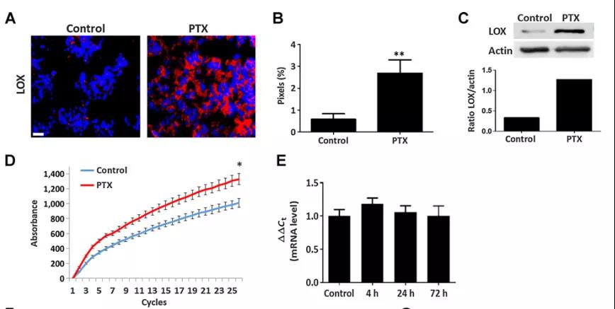 PTX處理小鼠肺部LOX蛋白水平和酶活性、mRNA水平變化情況（圖源：Cancer Research）