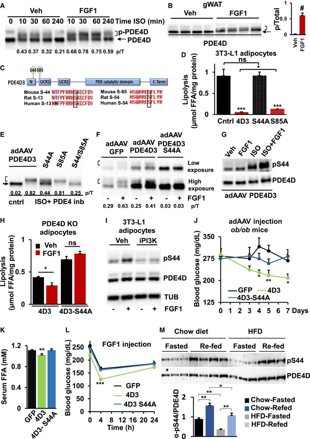 PDE4D3-S44磷酸化是PDE4D3代謝作用所必需的(圖源：Cell Metabolism)