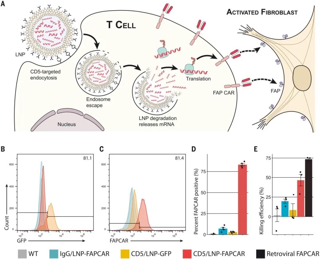 CD5靶向的LNPs在體外產生功能性的基于mRNA的FAPCAR-T細胞（圖源：Science）