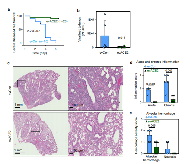 在hACE2轉(zhuǎn)基因小鼠中evACE2抑制SARS-COV-2感染和炎癥