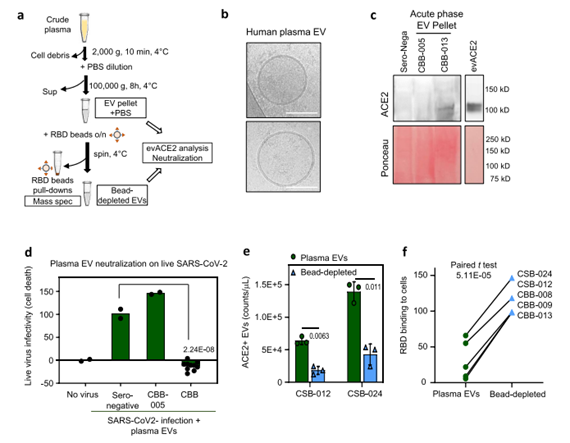 患者血漿中的evACE2能中和SARS-CoV-2