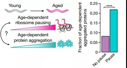 年齡依賴性核糖體停頓與蛋白質(zhì)聚集之間的關(guān)系（圖源：Nature）