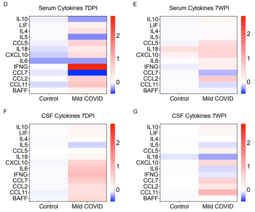 感染后7天和7周的血清、CSF細胞因子分析（圖源：bioRxiv）