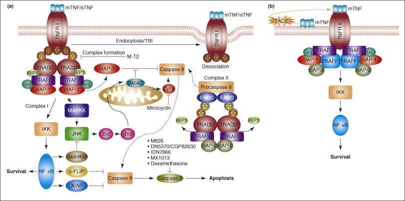 TNF-α與跨膜TNFR相互作用，通過獨特而復雜的信號通路控制細胞生存或誘導細胞凋亡