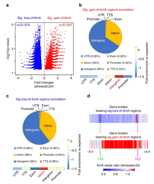 基因內區域6mA響應壓力的動態變化