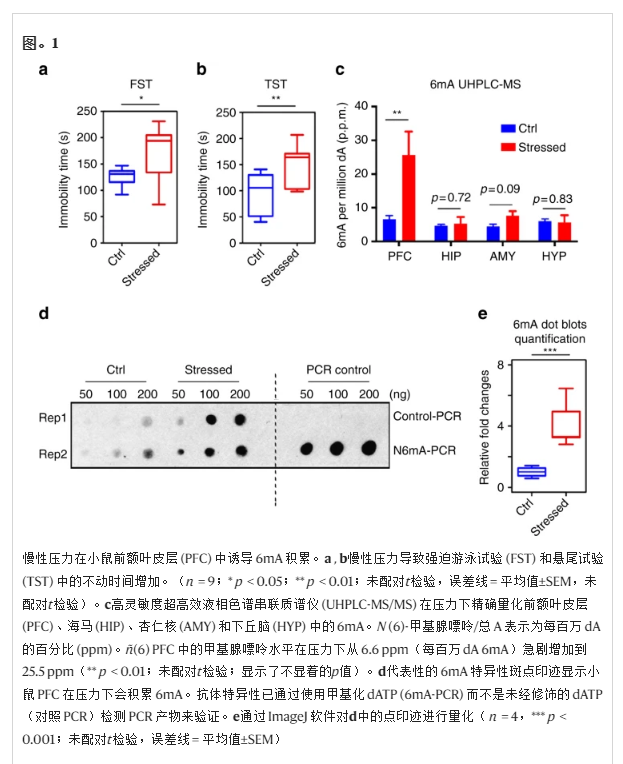 慢性壓力在小鼠前額葉皮層(PFC)中誘導6mA積累