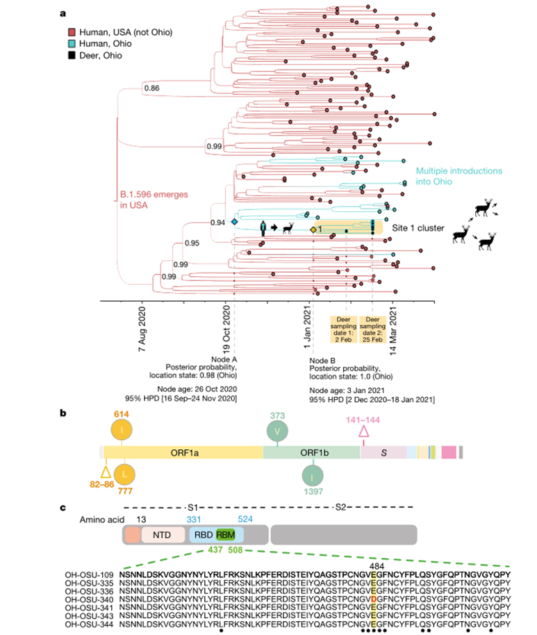 新冠病毒在白尾鹿體內的進化