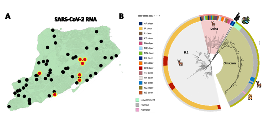 從紐約史坦頓島白尾鹿中發現的新冠病毒分布和基于全基因組單核苷酸多態性的系統發育