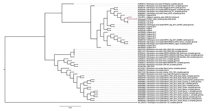 猴痘病毒基因進(jìn)化樹