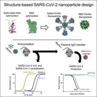 針對四類S域鐵蛋白納米顆粒進行基于迭代結構的設計和臨床前評估