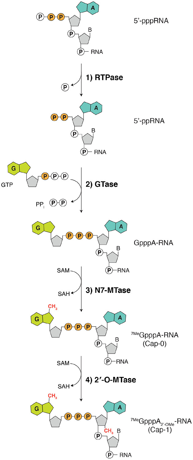 負責SARS-CoV-2 RNA帽合成的分子機制 