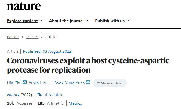 caspase-6在一系列細胞系、人離體肺組織、人腸道類器官和動物模型中對冠狀病毒復制的影響