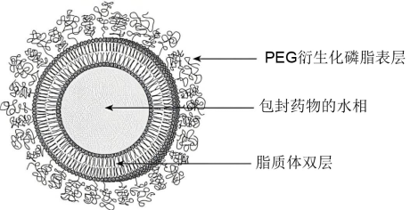 PEG化脂質體基本結構