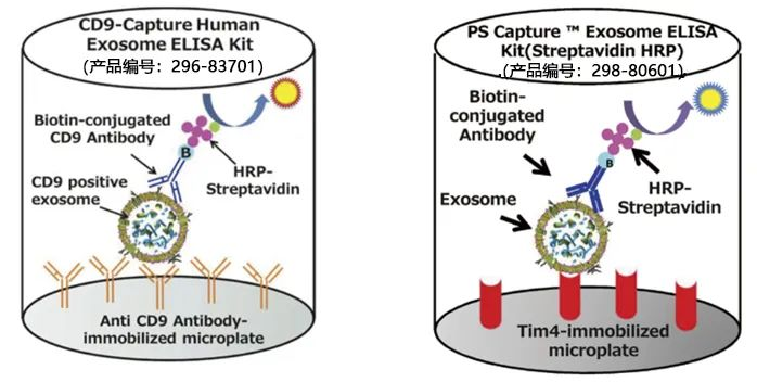 總結外泌體的鑒定方式|產品推薦|西寶生物科技（上海）股份有限公司-咨詢電話：400-021-8158